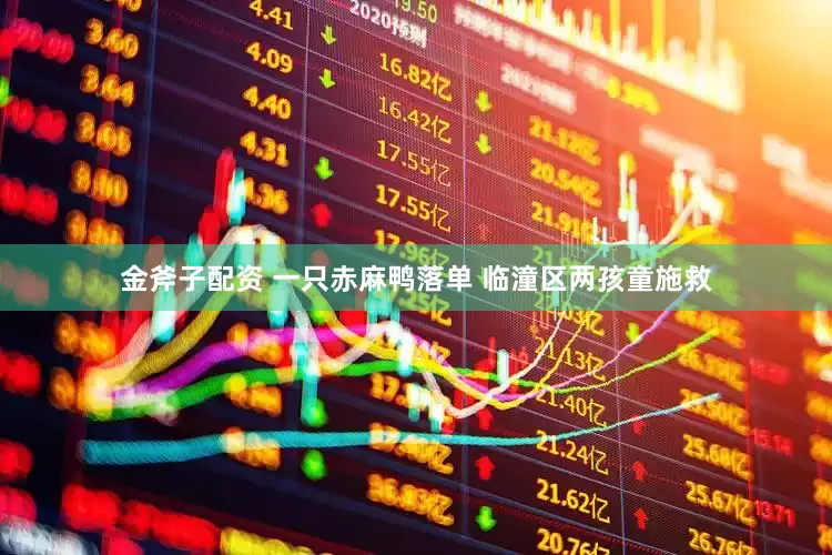 金斧子配资 一只赤麻鸭落单 临潼区两孩童施救